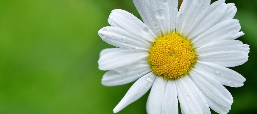 Flowering Plants to Grow in Southern California