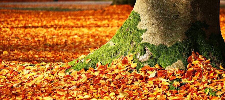 How to Prepare Your Home for Autumn